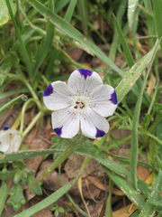 Nemophila maculata