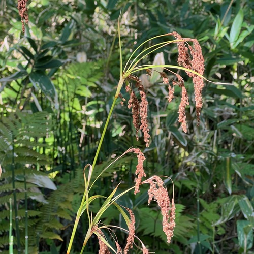 Scirpus wichurae, photograph 5