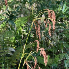 Scirpus wichurae, photograph (c) ITÔ, Hiroki, some rights reserved (CC BY)