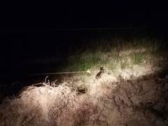 Prionailurus javanensis