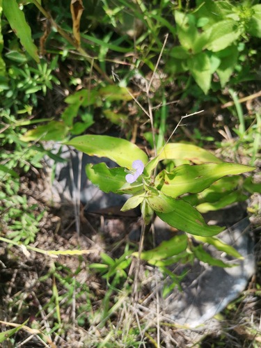 Commelina pallida (Commelina pallida)