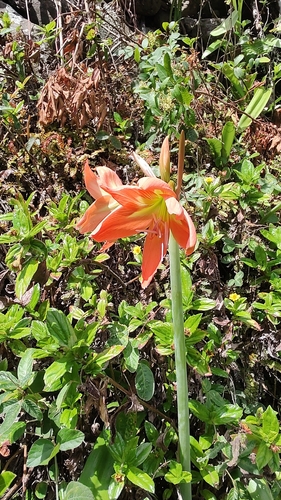 Hippeastrum striatum observed 2023-09-23