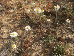 Layia glandulosa