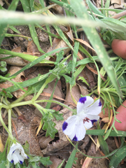 Nemophila maculata