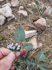 Bituminaria bituminosa