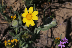 Monolopia lanceolata