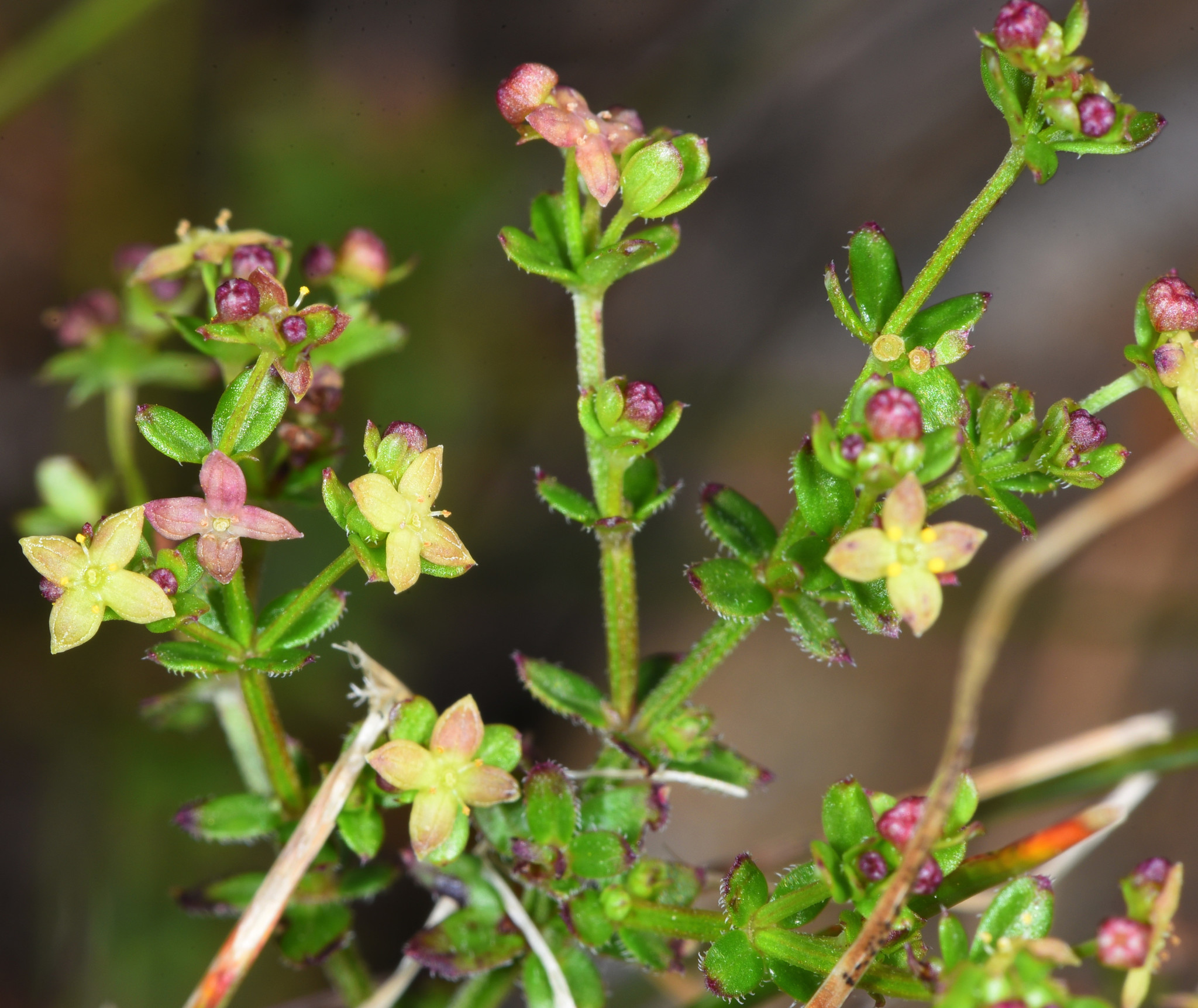 Galium porrigens