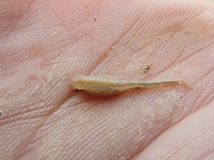 Branchinecta mackini