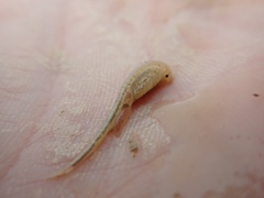 Branchinecta mackini