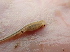 Branchinecta mackini