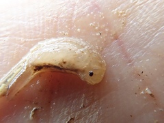Branchinecta mackini