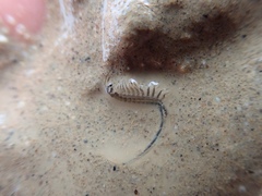 Branchinecta mackini