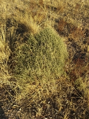 Sclerolaena muricata
