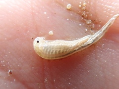 Branchinecta mackini