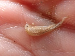 Branchinecta mackini