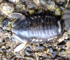 Isopoda