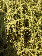 Sclerolaena muricata