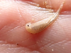 Branchinecta mackini