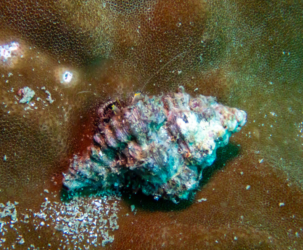 Black-eyed hermit crab
