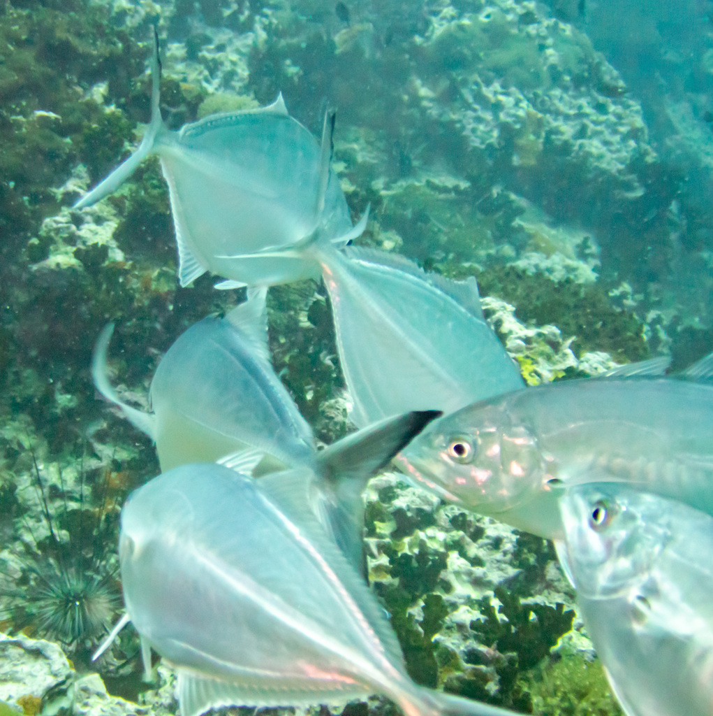 Herring scad