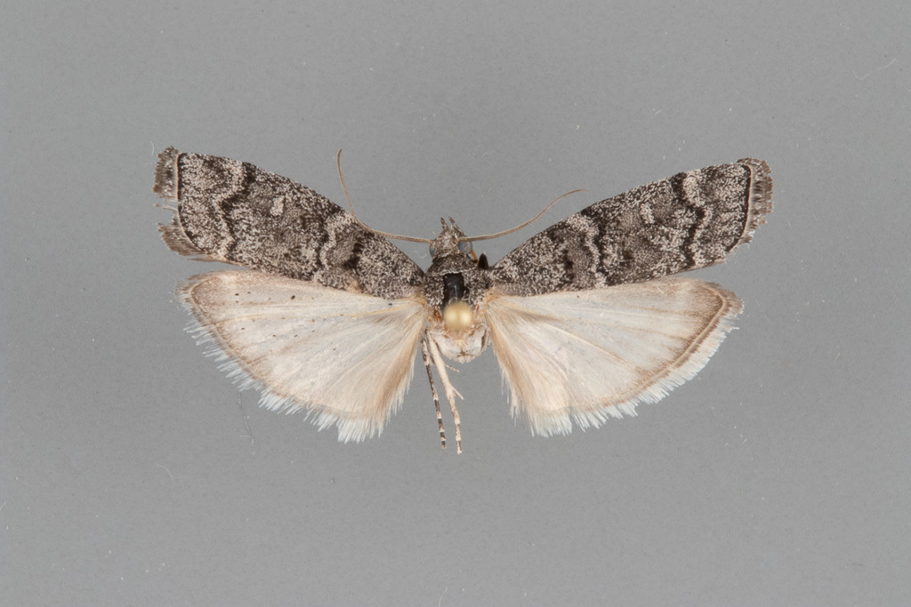 Dioryctria baumhoferi