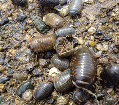 Isopoda