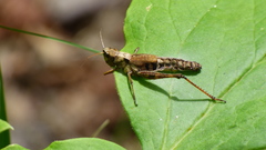 Chloealtis conspersa