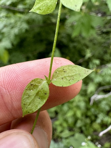 obtuse starwort (Engellaria obtusa)