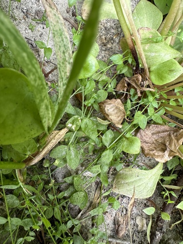 Image of Engellaria obtusa by (c) Matt Berger, some rights reserved (CC BY)