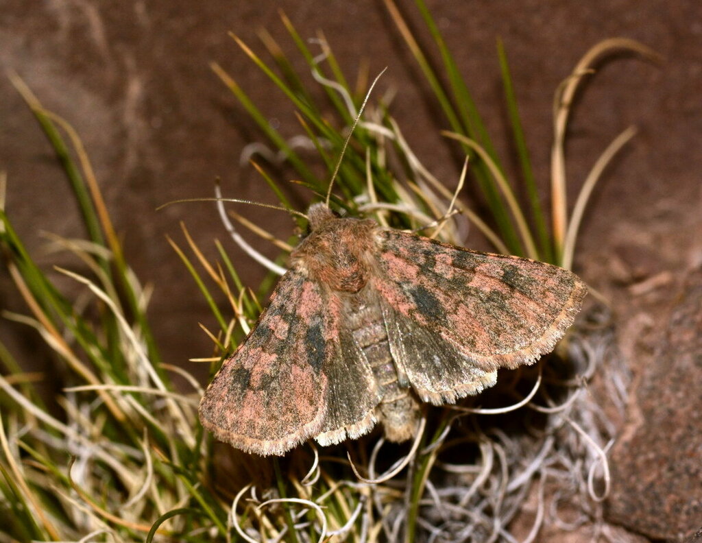 Bryopolia chrysospora