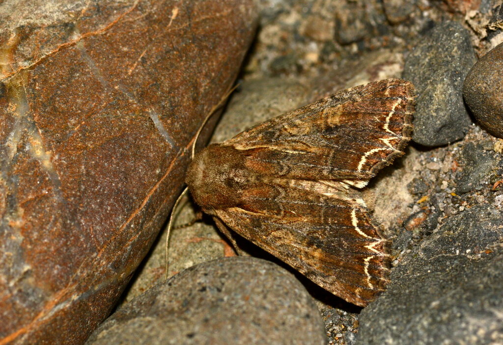 Lacanobia w-latinoides