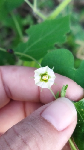 Physalis pruinosa L.