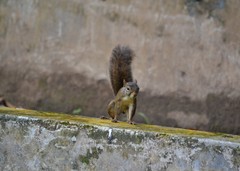 Sciurus aestuans ingrami