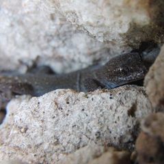 Saurodactylus mauritanicus