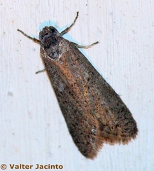 Tortricodes alternella