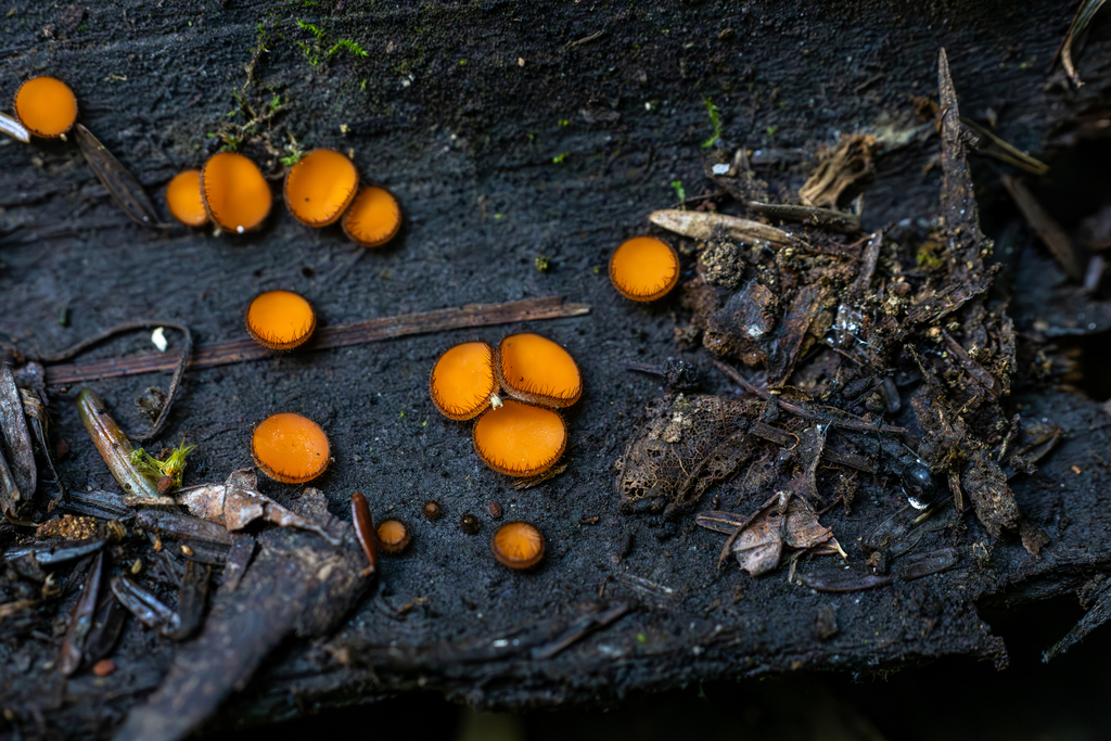 Scutellinia sp. 'PA02'