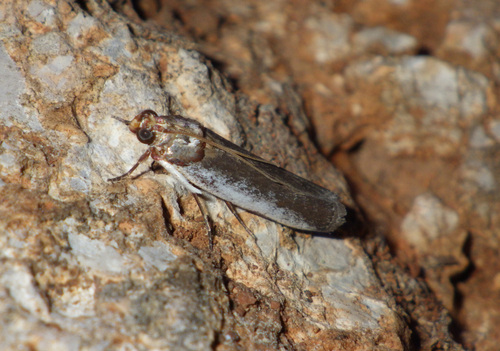 Phycide de l'euphorbe
