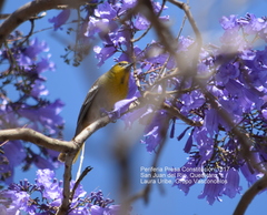 Icterus bullockii