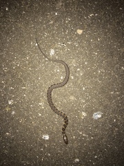 Nerodia sipedon williamengelsi