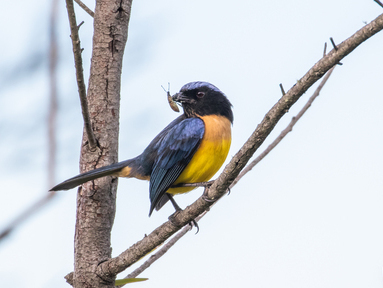 Carriker's Mountain Tanager