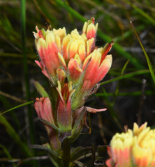 Castilleja affinis neglecta