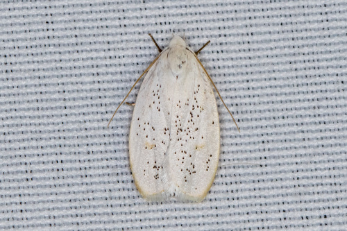Durrantia piperatella (Zeller, 1873)