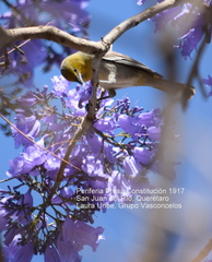 Icterus bullockii