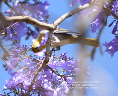 Icterus bullockii