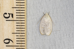 Durrantia piperatella