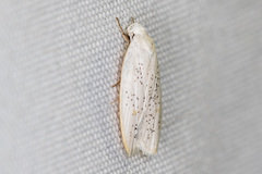 Durrantia piperatella