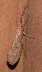 Halesus digitatus