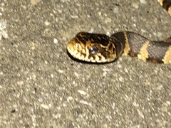 Nerodia sipedon williamengelsi