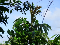 Cupania rufescens