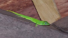 Anolis marmoratus